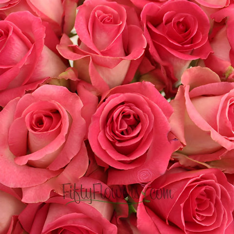Verdi White and Pink Rose