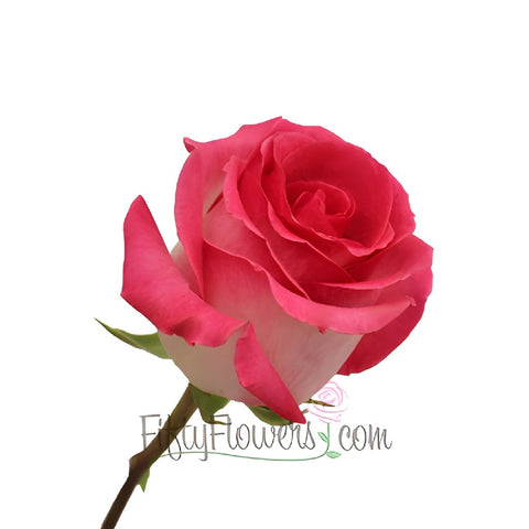 Verdi White and Pink Rose