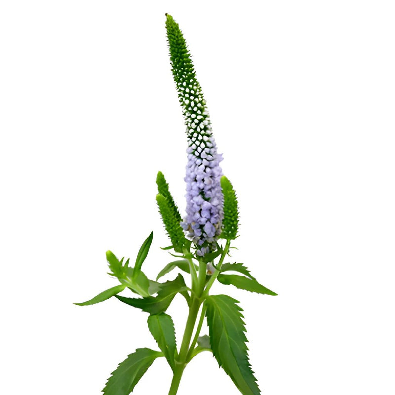 Veronica Flower Periwinkle Lavender