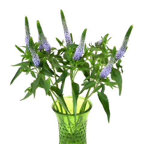 Veronica Flower Periwinkle Lavender
