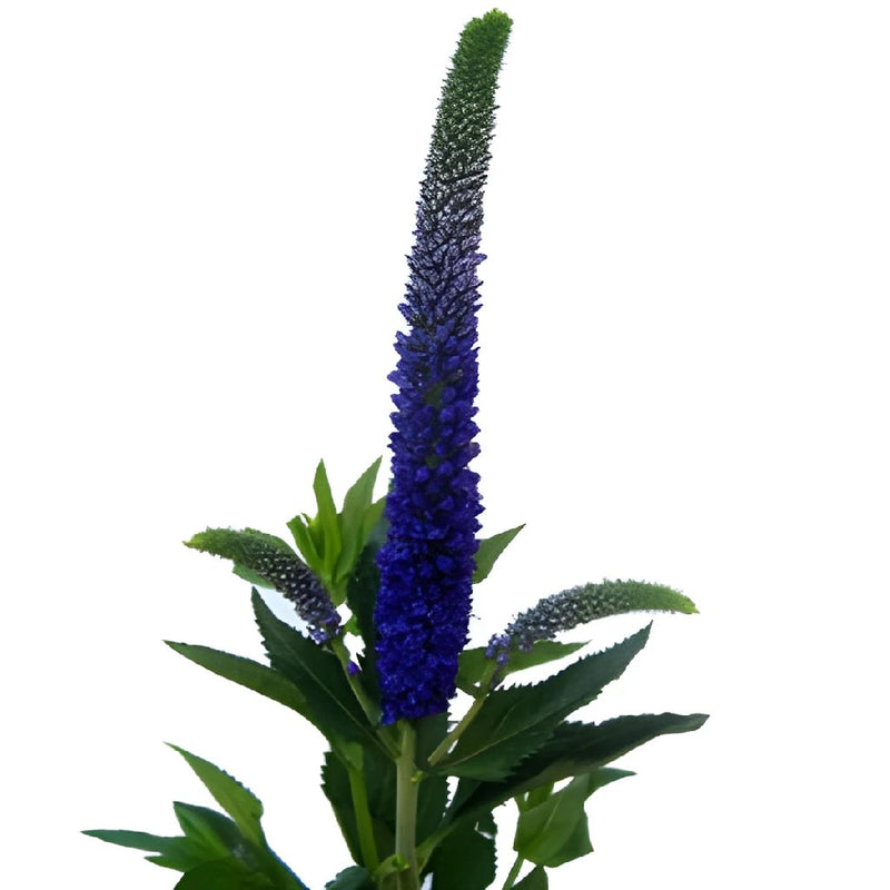 Veronica Bulk Flower Purplish Blue