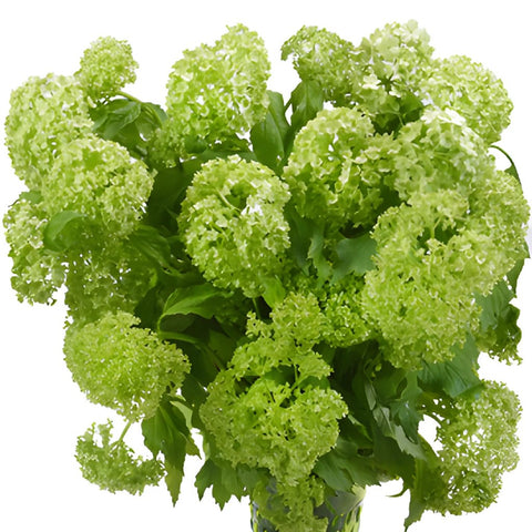 Wholesale green viburnum flower fillers sold near me for delivery