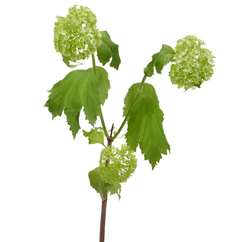 Single stem of green viburnum flower fillers sold as bulk greens
