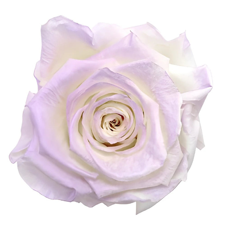 Preserved Violet Powder Rose