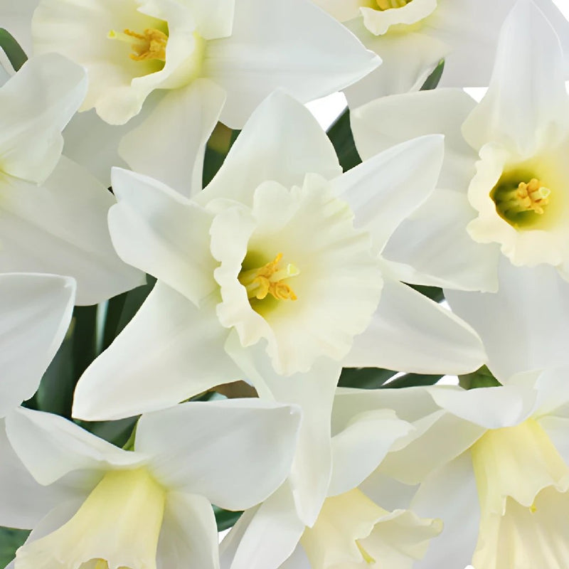 White Wedding Bells Daffodil Flower