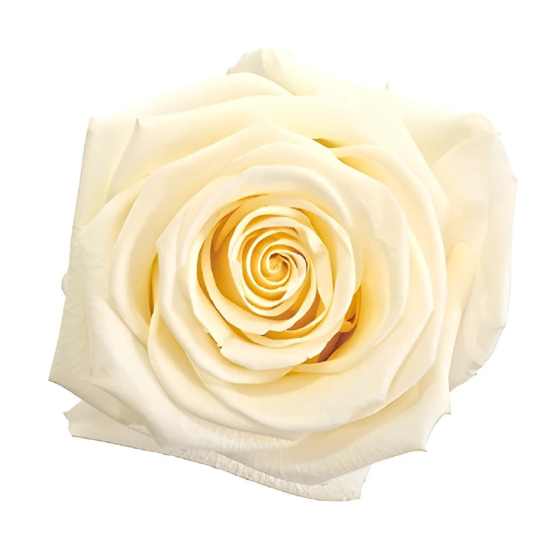 Preserved White Chocolate Rose