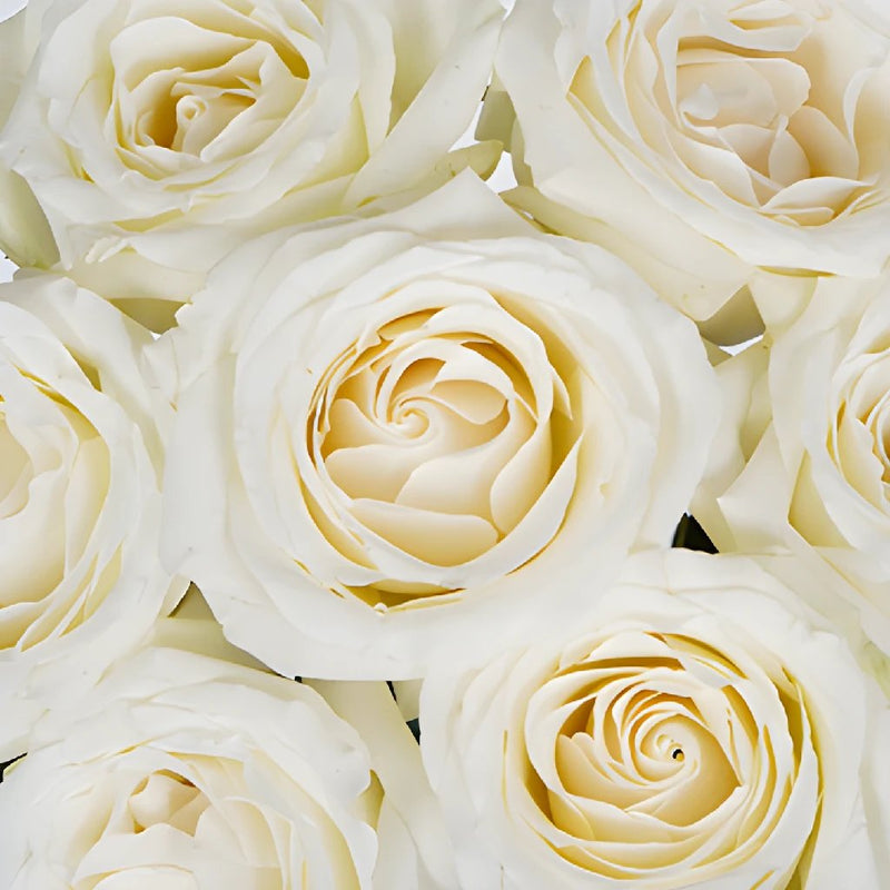 Oversized White Rose Garland
