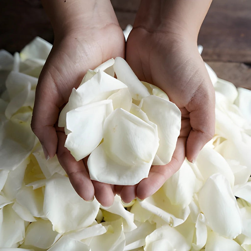 White Dried Rose Petals