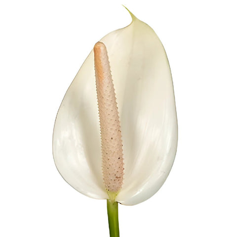 Polished Pearl Designer Anthurium Flower