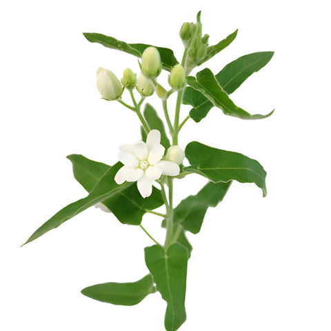 Tweedia Flower White