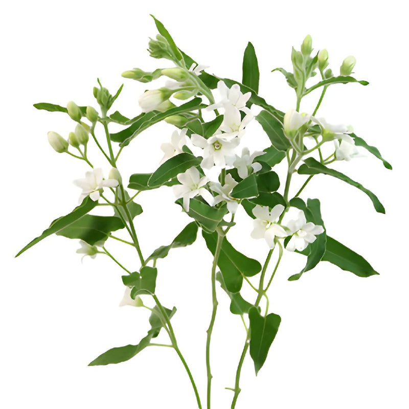 Tweedia Flower White