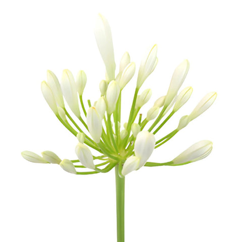 White Agapanthus Flowers stem