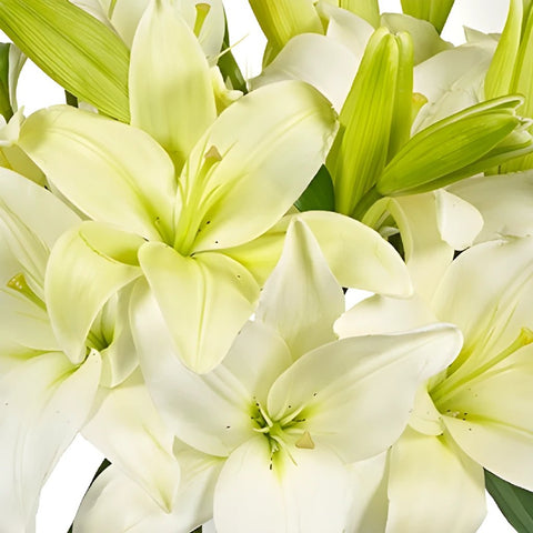 Glimmer White Asiatic Lily