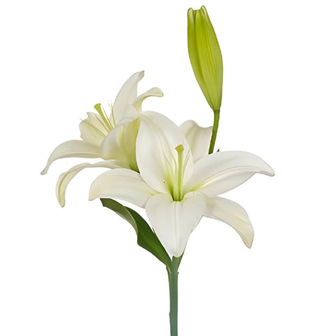 Glimmer White Asiatic Lily