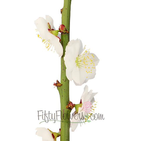Blooming White Apricot Blossom Branches