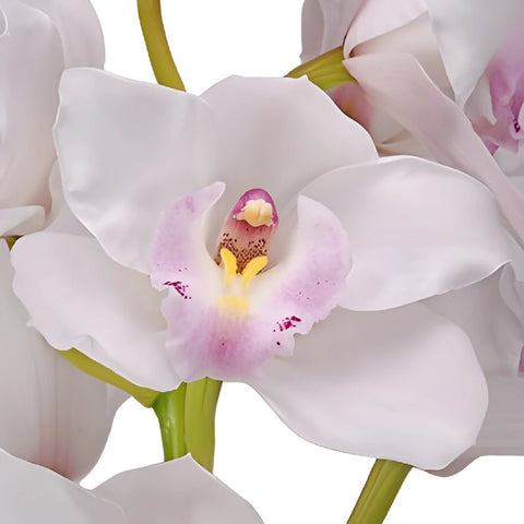 White Cymbidium Orchids Blush Pink Lip
