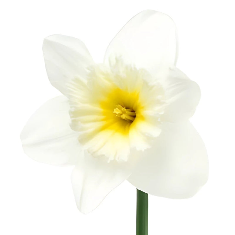 Daffodil White Fresh Cut Flowers