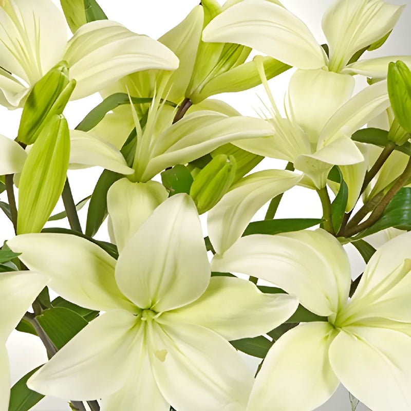 Asiatic Lilies - Bulk – Flowers For Fundraising