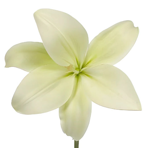 White Hybrid Lily Richmond Bloom Shot