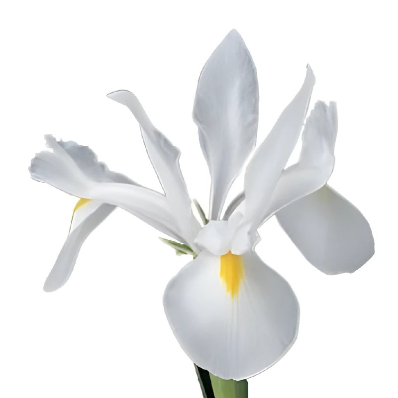 Iris Pure White with Yellow Flower
