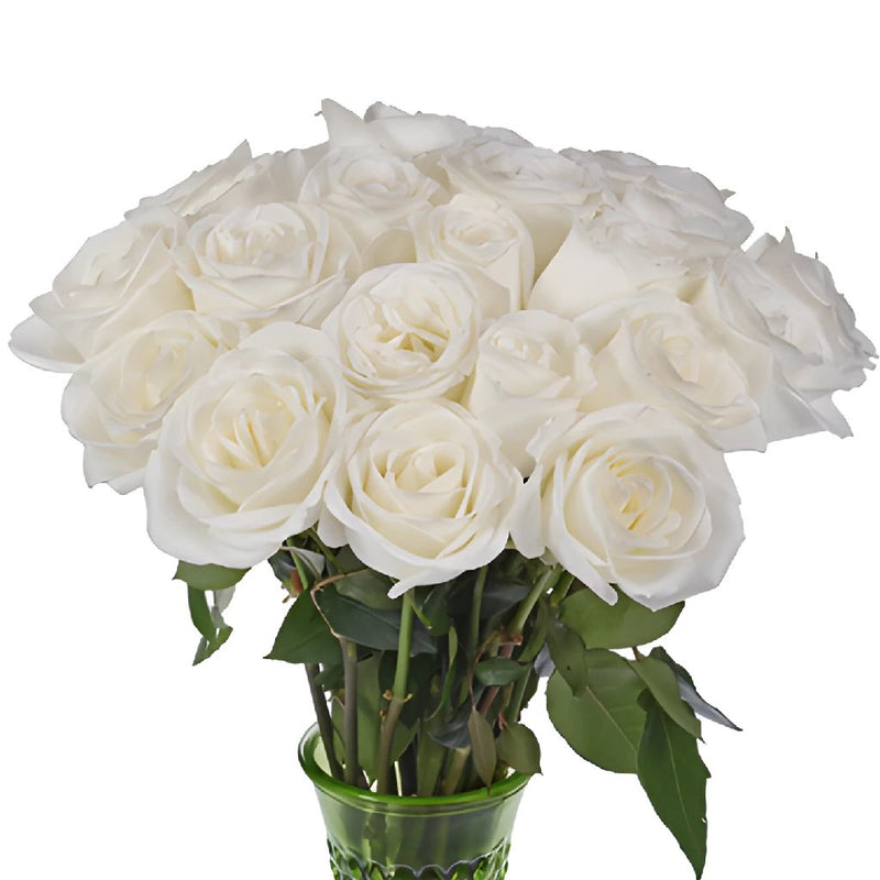 White Tibet Rose