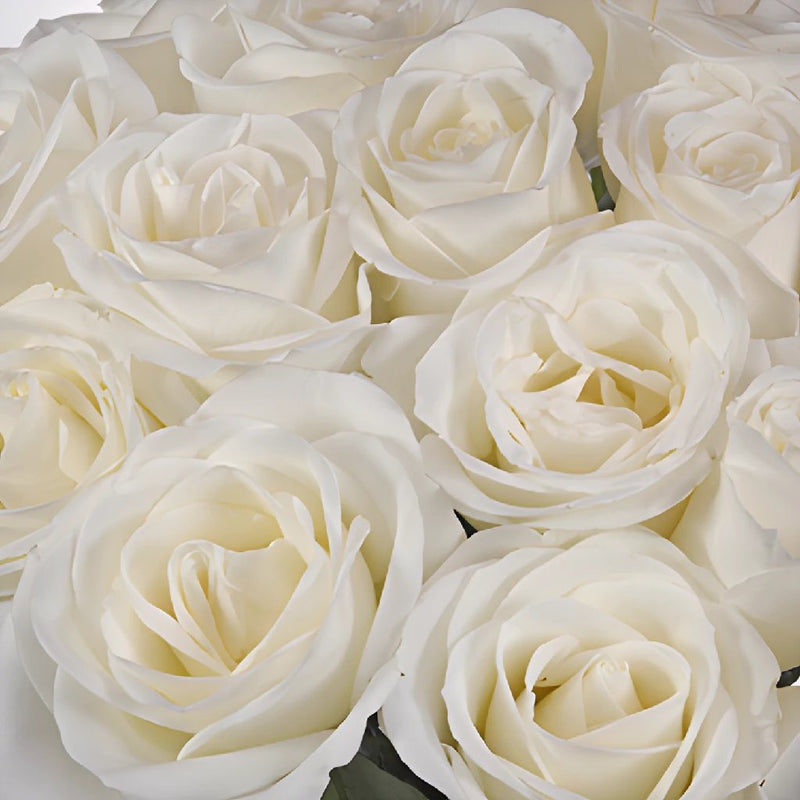 Close up shot of White Tibet Rose