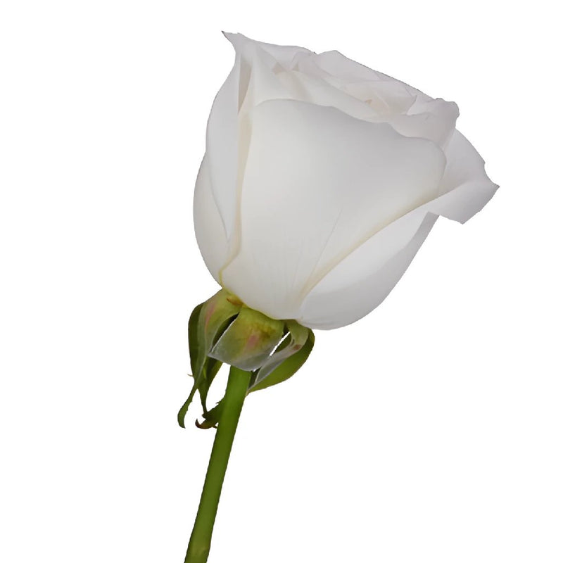 A single White Tibet Rose.