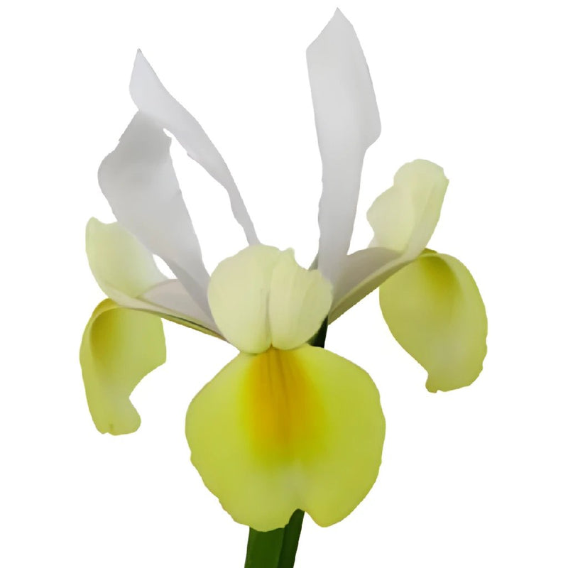 Iris Bicolor White and Yellow Flower