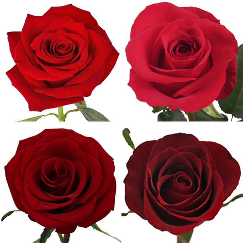 Buy Wholesale Red Ecuadorian Roses in Bulk - FiftyFlowers