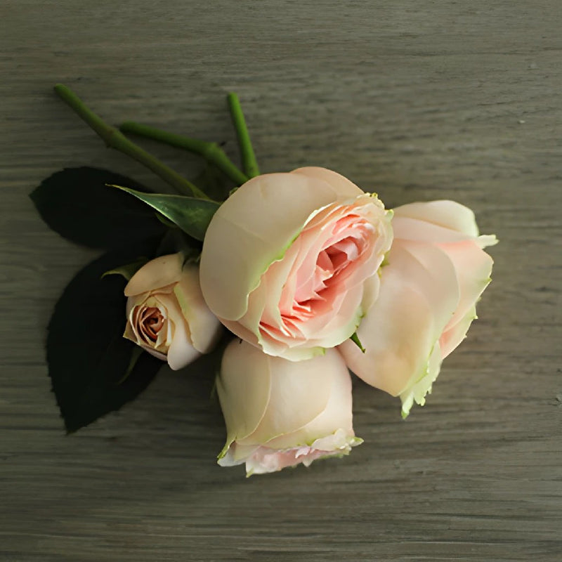 Buy Wholesale Soft Pink Spray Rose in Bulk - FiftyFlowers