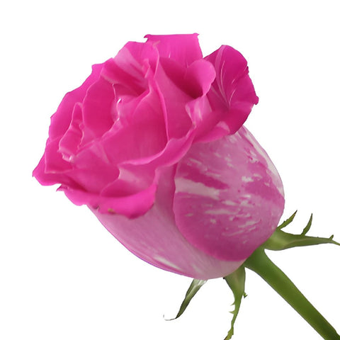 Wild One Pink Rose