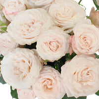 Wispy Pink Bulk Spray Rose