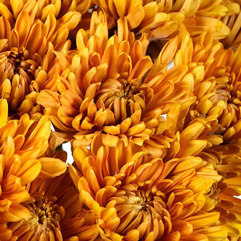 Bronze Fawn Chrysanthemum
