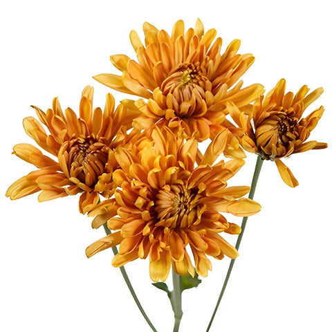Bronze Fawn Chrysanthemum