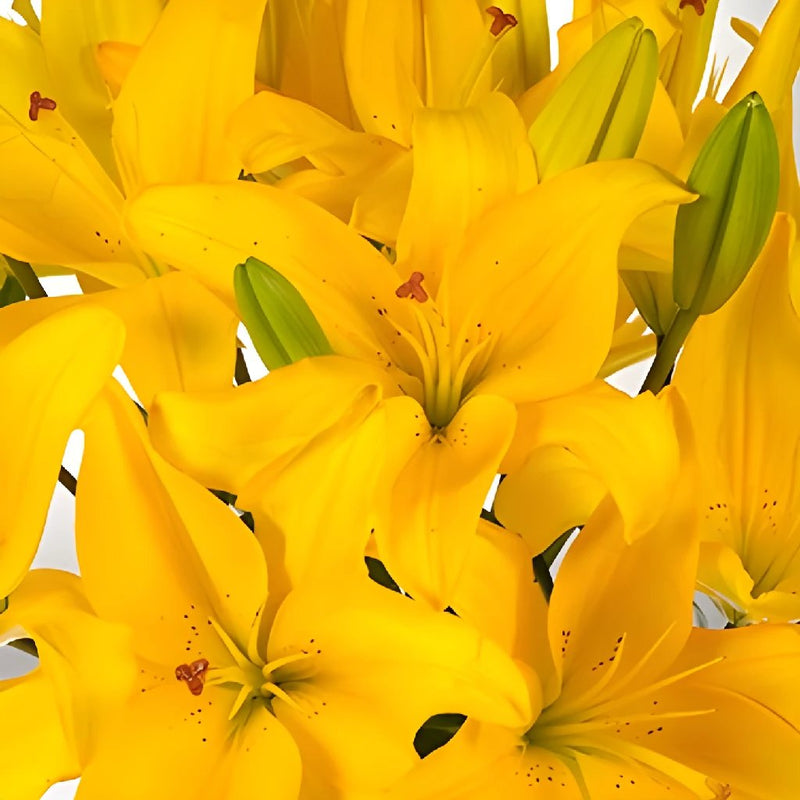 Wholesale Asiatic Lily Yellow Flower