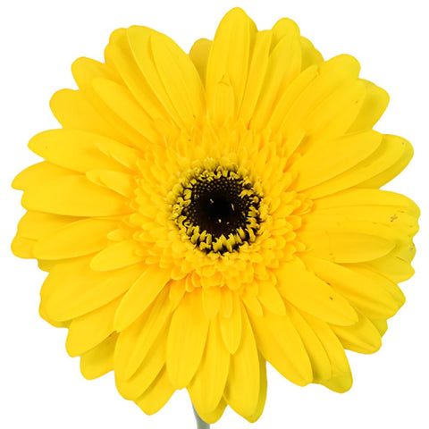 Gerbera Flower Yellow