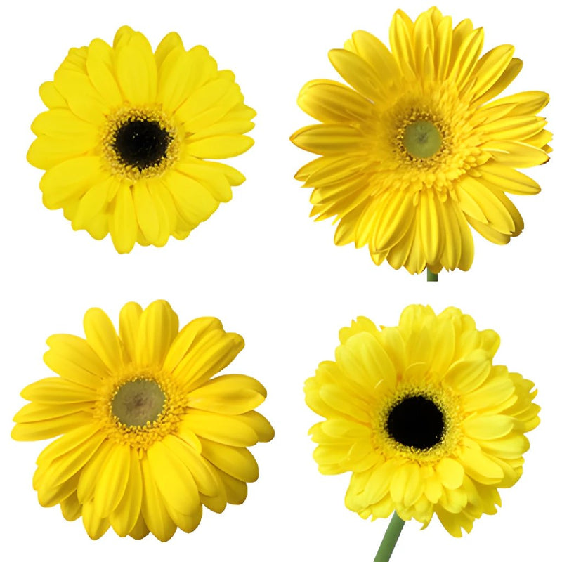 Gerbera Flower Yellow