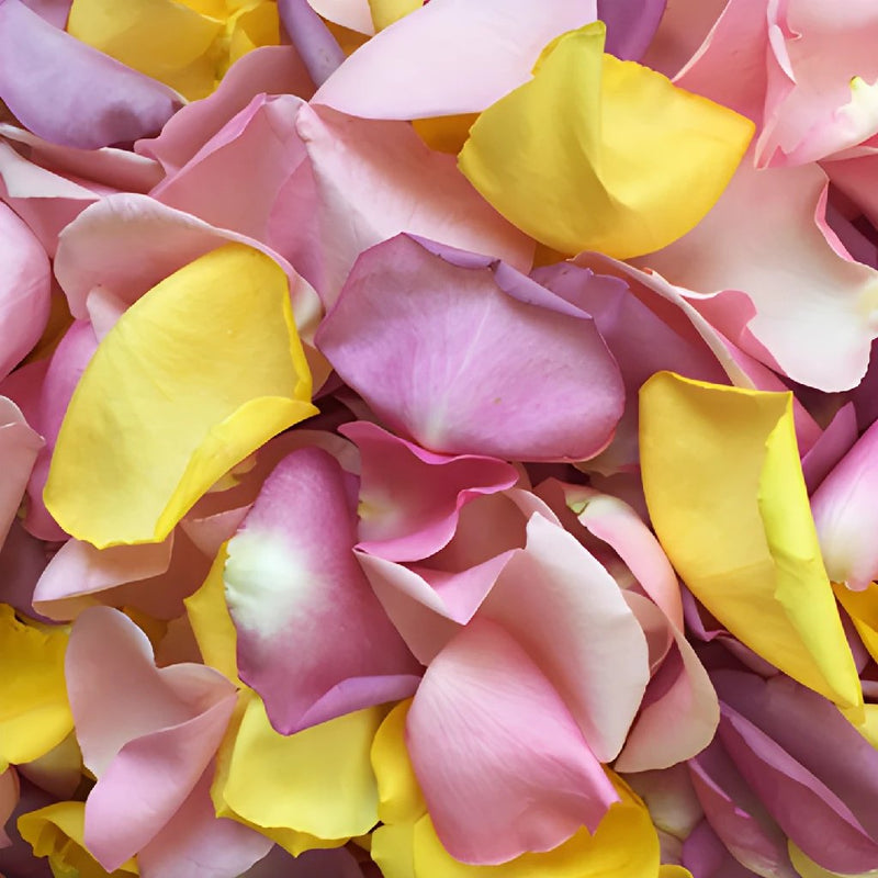 Pastel Mix Freeze Dried Rose Petals