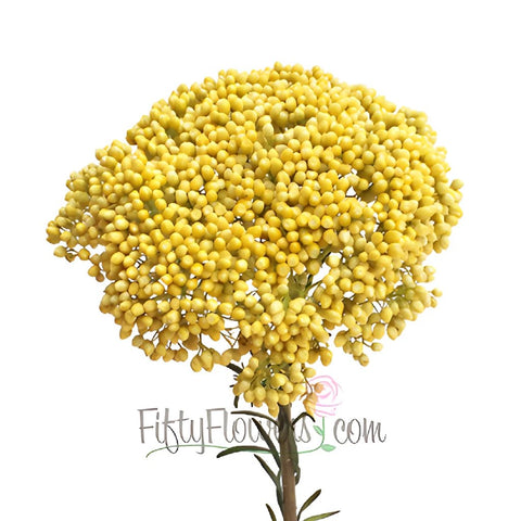 Yellow Tinted Rice Flower