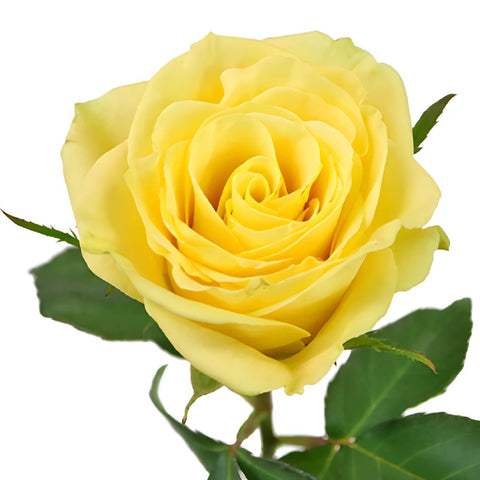 Yellow Meringue Sweetheart Roses
