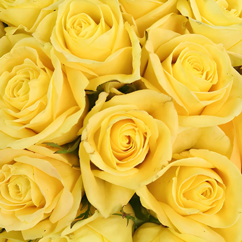 Yellow Meringue Sweetheart Roses