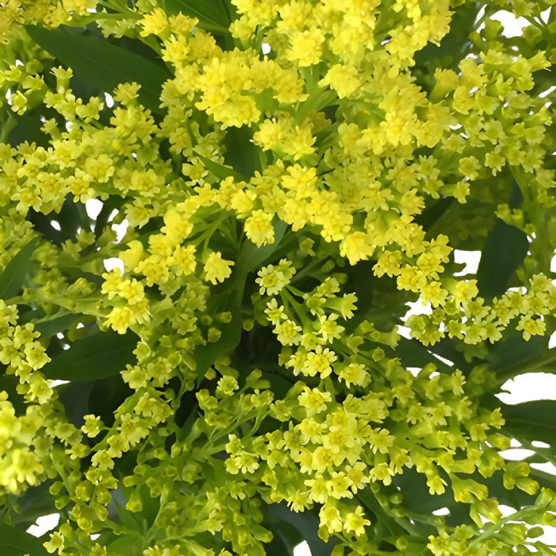 Enhanced Yellow Estelle Filler Flower