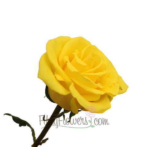Yellow Coral Rose