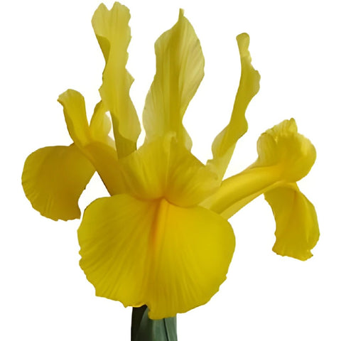 Iris Yellow Bulk Flowers