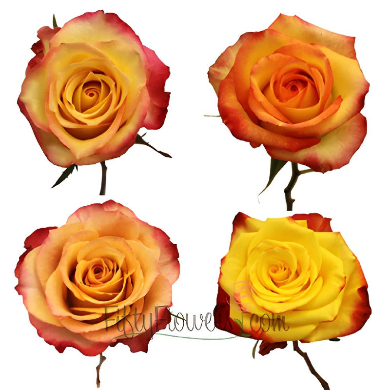 Yellow with Red Edge Roses
