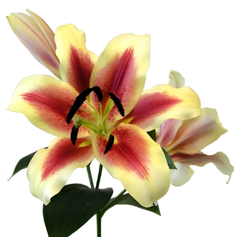 Bicolor Yellow with Red Brushstrokes Oriental Lily