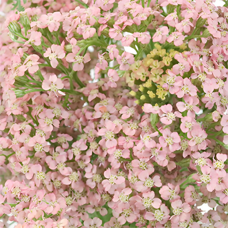 Light Pink Cottage Yarrow Flowers