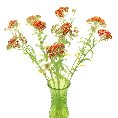 Paprika Red Cottage Yarrow Flowers