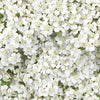 Ivory White Cottage Yarrow Flowers