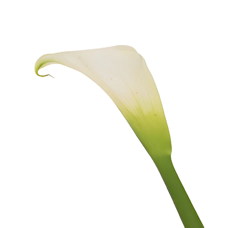 White Standard Calla Lily Flower